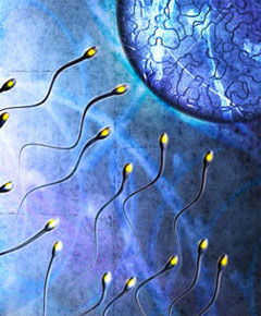 sperm travelling towards an egg